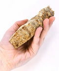 Person holding Fossiliferous Limestone Hand Sample Approximately Three Inch Sedimentary Rock With Visible Fossils for education.