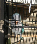 Pet cage door spring latch hook on a black metal cage with a green parrot inside