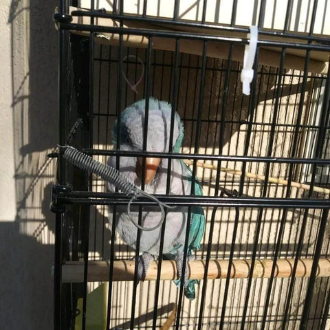 Pet cage door spring latch hook on a black metal cage with a green parrot inside