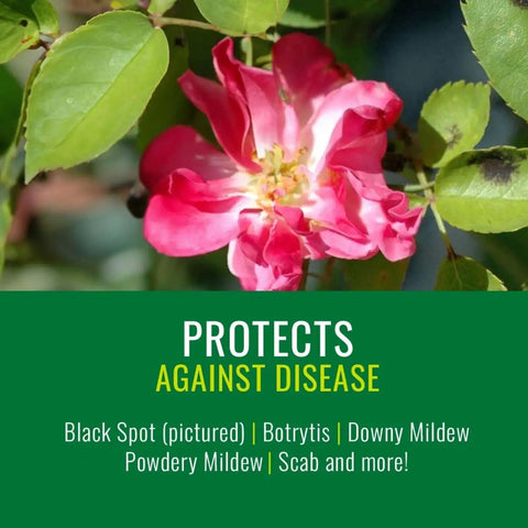 Pink flower with healthy green leaves, promotes Neem Oil Spray For Gardening Ready To Use Pest And Disease Control For Houseplants.