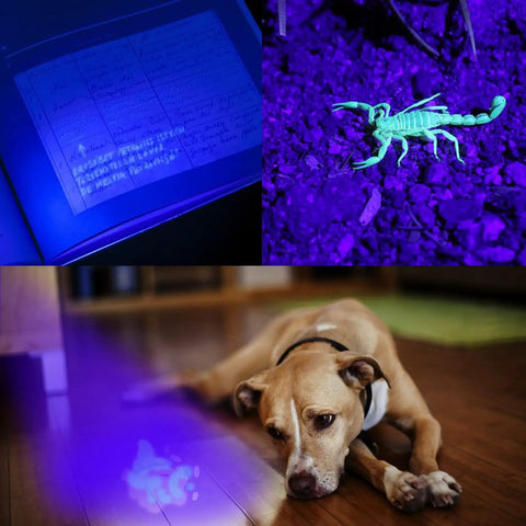 Rechargeable LED Flashlight 1650 Lumen EDC Keychain Light illuminating scorpion, paper, and resting dog in UV light.