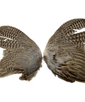 Ringneck Pheasant Wings Spread Per Pair For Dog Training Right And Left Pairs, Quality Two, Chemical Free, USA Made