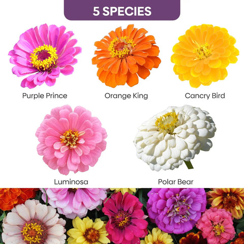 Zinnia Seeds Mix Open Pollinated 1 Oz Bulk Pack With Five Varieties Pink Yellow Orange White Purple Great For Colorful Garden Beds Big Bright Blooms And Easy To Grow