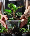 Person holding a seedling in a clear see-through pot. Clear Nursery Pots Set For Plants 3.5, 5, 6 Inch With Drainage Holes Flexible.