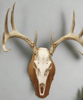 Euro Style Skull Display Kit In Solid Cherry Reversible Table Or Wall Mount For Bear Whitetail Mule Deer And Sheep Includes Hardware And Full Instructions Measures About Fifteen By Eight By Five Point Seven Five Inches mounted on wall