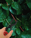 Durable Garden Plant Clips For Climbing Vines And Tomatoes Easy Trellis Support Clips For All Skill Levels No Fuss Versatile Plant Ties For Training Staking And Securing Tomato Vines And Garden Vines, black clip on vine