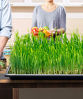 Heavy Duty 1020 Seed Starter Trays No Holes, 21 By 11 Inch Plant Nursery Flats For 72/128 Cell Plug Trays, in use for microgreens