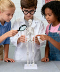 Children examining 17.7 Inch Hands On Human Skeleton Model For Anatomy With Movable Shoulders Elbows Wrists Knees Ankles Articulated Bone