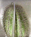Stainless Steel Metal Garden Hose 75 Ft Flexible No Kink Water Hose For RV Drinking Potable Safe snaking around cactus