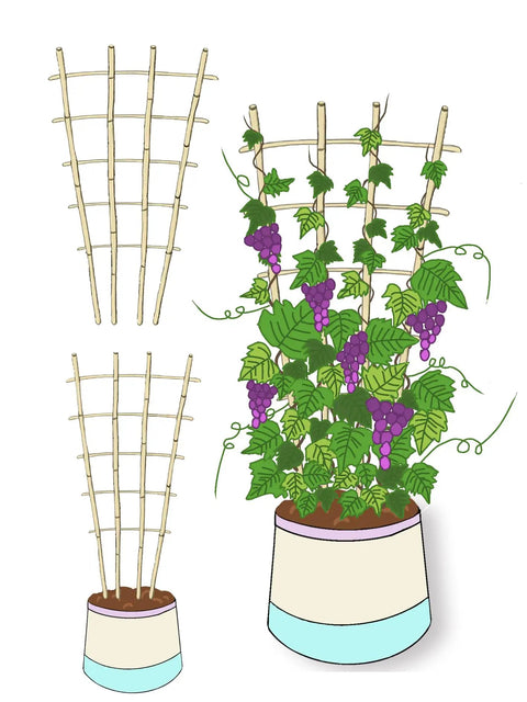 3 Pack 4 Foot Bamboo Trellis Fan Shaped Plant Support For Outdoor And Indoor Potted Climbing Plants Vegetables Tomatoes Cucumbers