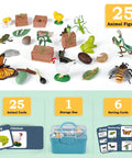 Life Cycle Science Toys For Kids Set With Butterfly Frog Chicken Mantis Bee And Plants 25 Animal Figurines and Guide Cards