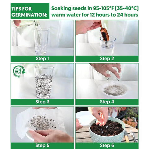 Six-step guide for germinating seeds using warm water, showing soaking and setting up for Over 20,000 Lettuce Seeds Pack With 10 Fresh Varieties For Indoor Or Outdoor Growing No Fuss Easy Grow For Beginners Great For Hydroponics Kit Non GMO Lettuce Mix For Crisp Salads Sandwiches And Wraps.
