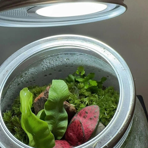 Recessed Light - 5V RGB LED Ultra Thin Lamp, Indoor Outdoor Decoration illuminating a terrarium with tropical plants.