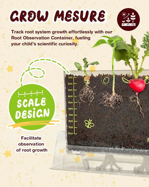 Root observation container with scale design showing growth of six seed varieties, part of Six Seed Varieties Kid Friendly Garden Kit For Hands On STEM Learning A Fun Hands On Science Project For Ages 5 7 8 12 Perfect Gift For Christmas Easter Birthday And School Gardening.