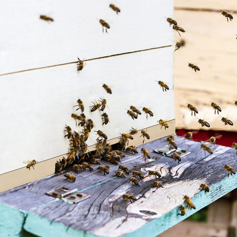 Bees entering a hive through a 5 Pack Beehive Entrance Reducers for 10 Frame Hives, Wood Beekeeping Ventilation Doors With 2 Size Openings