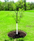 Tree with Tree Wrap 3 Inch By 50 Foot Bark Shield That Keeps Your Trees Safe From Scorch And Trimmer Or Mower Damage installed.