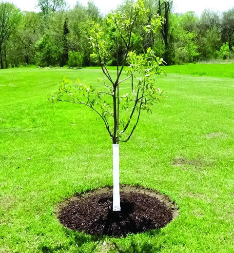 Tree with Tree Wrap 3 Inch By 50 Foot Bark Shield That Keeps Your Trees Safe From Scorch And Trimmer Or Mower Damage installed.