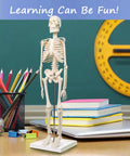 Mini Human Skeleton Model For Anatomy Learning, 17.7 Inch Full Body Skeleton With Movable Arms And Legs On Base, Non-Toxic PVC