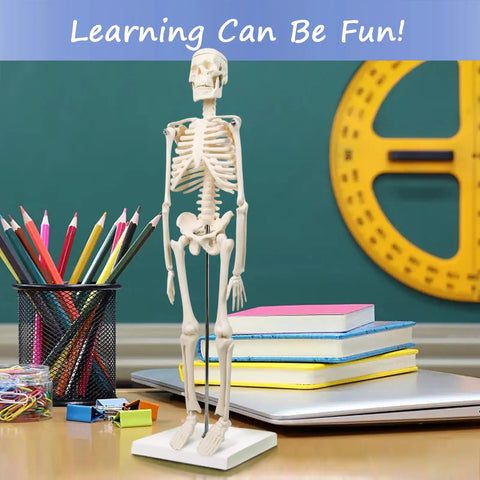 Mini Human Skeleton Model For Anatomy Learning, 17.7 Inch Full Body Skeleton With Movable Arms And Legs On Base, Non-Toxic PVC