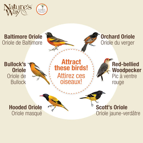 Illustration showing various oriole species attracted by Go-To Multi-Station Oriole Feeder for outdoor bird feeding.