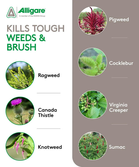 Chart of weeds targeted by 2,4-D Amine Weed Killer Concentrate, featuring images of pigweed, cocklebur, ragweed, and more