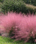 Ornamental Grass Live Plant Pink Muhly 4-6 Inch Tall Soil Plug Ready For Planting in garden bed