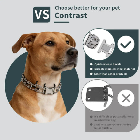 Stainless Steel Quick Release Dog Collar Buckle 2.25 Inch Wide Built Tough on a dog, showing durability and easy lock design.