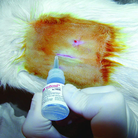 Vet Tissue Adhesive For Pets Fast Acting Wound Glue 0.1 Oz 3 Ml Surgical Grade Skin Sealant With Blue Tint For Precise Application Includes Reusable Fine Tip Applicator Tips being applied to pet wound