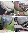 Pigeons wearing red plastic leg bands from Pigeon Foot Ring Set 200 Pcs Plastic Leg Bands 10mm Clip Identification Rings for Poultry and Birds Supplies
