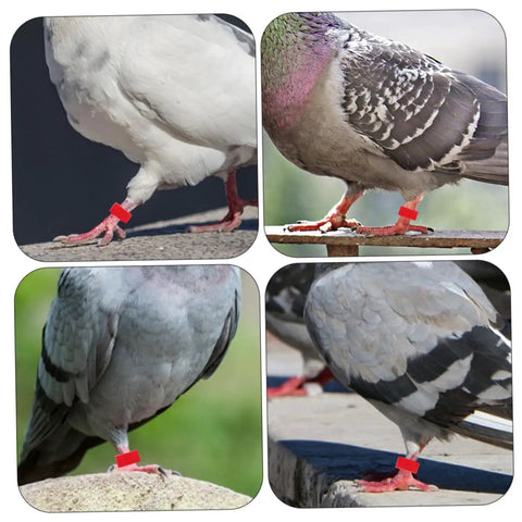 Pigeons wearing red plastic leg bands from Pigeon Foot Ring Set 200 Pcs Plastic Leg Bands 10mm Clip Identification Rings for Poultry and Birds Supplies