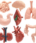 8 Pack Mini Human Body Organ Models For Kids And Students, 3D Realistic Anatomy Set Featuring heart, brain, and other organs