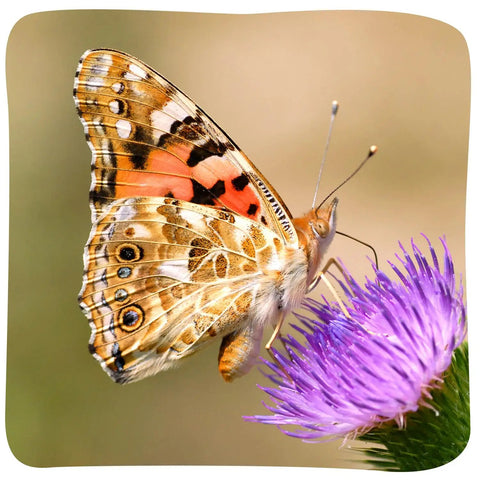 Close-up of Painted Lady butterfly on purple flower for Butterfly Garden Kit Refill For Painted Lady Butterflies With Two Cups Of Caterpillars Raise And Release Experience Kid Friendly For Home Or Classroom Includes Chrys A Lid Holding Logs And Easy Step By Step Instructions.