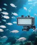 Ultra Bright Waterproof Dimmable Underwater LED Light for GoPro Hero and DJI Osmo Action illuminating fish at 147ft depth.