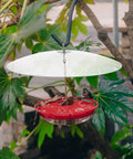 Weatherproof Outdoor Bird Feeder Cover Dome That Hangs As A Protection Shield over a red feeder with bird, garden setting