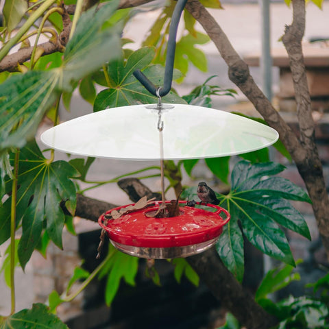 Weatherproof Outdoor Bird Feeder Cover Dome That Hangs As A Protection Shield over a red feeder with bird, garden setting