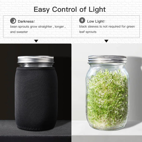 Two Wide Mouth Sprouting Jars Kit With 316 Stainless Steel Lids, one with blackout sleeve, one with sprouts, on a counter