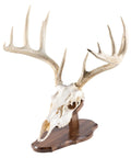Totally Solid Walnut Euro Style Display Kit For Skull Mounts Reversible Wall Or Table Mount Fits Bear Whitetail Deer Mule Deer And Sheep Includes Full Instructions And Hardware Made In Wisconsin