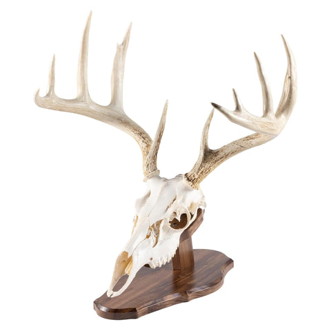 Totally Solid Walnut Euro Style Display Kit For Skull Mounts Reversible Wall Or Table Mount Fits Bear Whitetail Deer Mule Deer And Sheep Includes Full Instructions And Hardware Made In Wisconsin