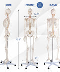 Life Size Human Skeleton Model, 70.8 Inches Tall, Movable Arms and Legs in side, front, and back views on rolling stand