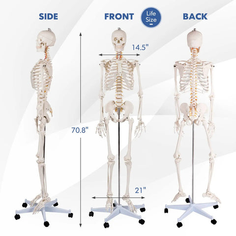 Life Size Human Skeleton Model, 70.8 Inches Tall, Movable Arms and Legs in side, front, and back views on rolling stand