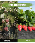 Heavy Duty Weed Barrier Landscape Fabric 3Ft By 50Ft With 10 U Shaped Pegs And 10 Gaskets Geotextile Ground Cover for strawberries before and after use