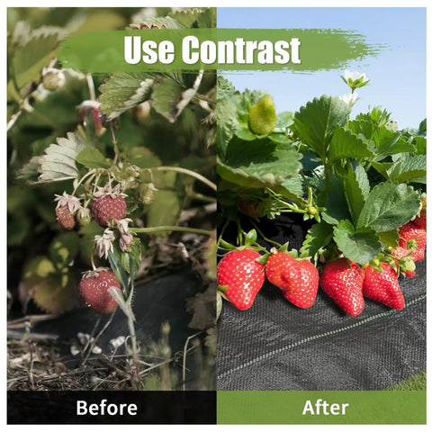 Heavy Duty Weed Barrier Landscape Fabric 3Ft By 50Ft With 10 U Shaped Pegs And 10 Gaskets Geotextile Ground Cover for strawberries before and after use