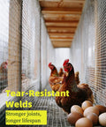 Chickens inside a coop with Rugged Heavy-Duty Half Inch Hardware Cloth Roll 36x100 Ft, 19 Gauge, Hot Dip Galvanized After Welding.