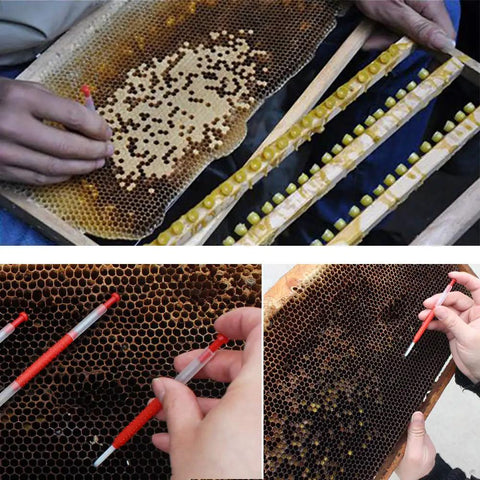 Close-up of Queen Bee Grafting Tool Kit 10 Piece Beekeeping Grafting Needle Tools in use on honeycomb frame
