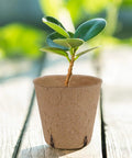 Breathable Paper Pulp Nursery Pots For Seedlings With Drainage Root Friendly Germination Containers For Outdoor Garden
