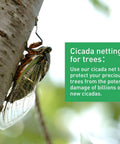 Close-up of a cicada on a tree next to a text box about tree protection using cicada netting.