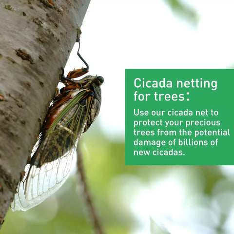 Close-up of a cicada on a tree next to a text box about tree protection using cicada netting.