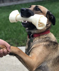 Dog holds American Beefhide 12 Inch Knotted Dog Bone Chew Treat With Natural Flavor Thick Long Lasting Rawhide Chew For Dogs Great For Aggressive Chewers 1 Count