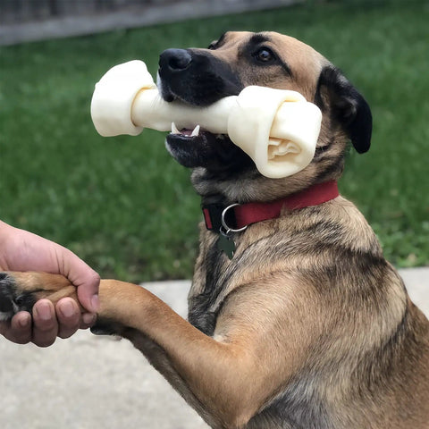 Dog holds American Beefhide 12 Inch Knotted Dog Bone Chew Treat With Natural Flavor Thick Long Lasting Rawhide Chew For Dogs Great For Aggressive Chewers 1 Count