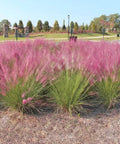 Ornamental Grass Live Plant Pink Muhly 4-6 Inch Tall Soil Plug Ready For Planting in pink blooms, garden bed view